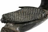 Wide Woolly Mammoth Lower Jaw With M Molars - Poland #357012-1